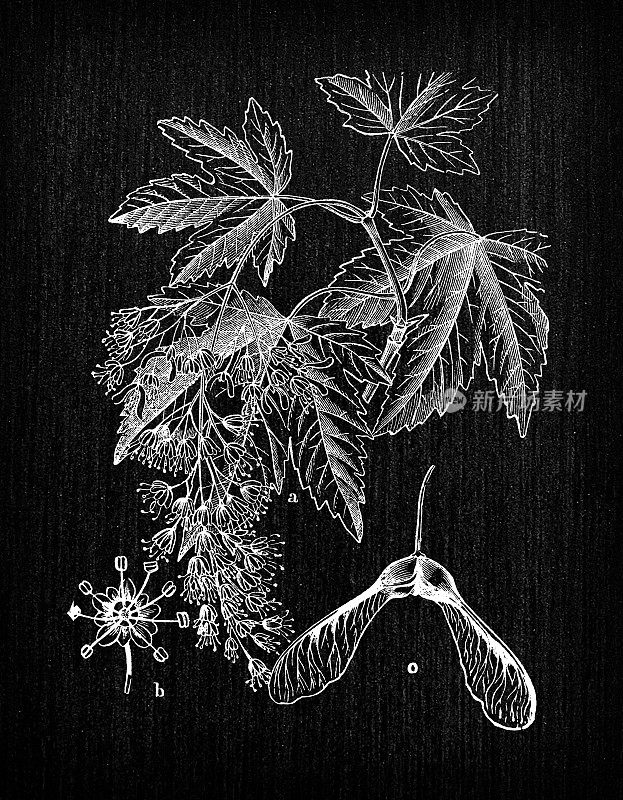 植物学植物仿古雕刻插画:槭假platanus (sycamore)